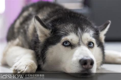 養三隻狗風水|養寵物也要看風水，事關運氣誰敢嘴？ 